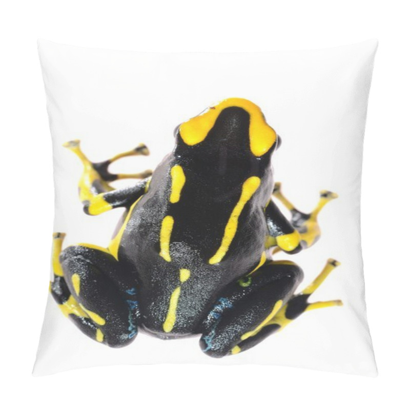Personality  Yellow dyeing dart frog Dendrobates tinctorius allanis isolated on white pillow covers