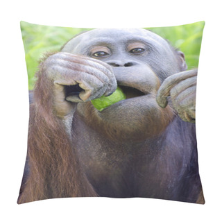 Personality  Wildlife And Animals - Orangutan Pillow Covers