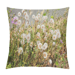 Personality  Group Of Dandelion Flowers Pillow Covers
