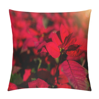 Personality  Red Poinesettia Tree For Christmas Holiday Background With Selective Focus. New Year Holidays Background. Pillow Covers