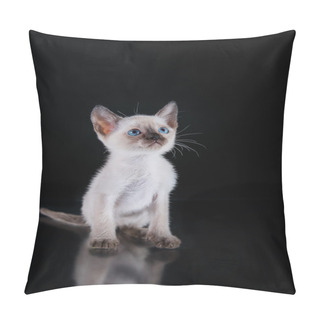 Personality  Burma Kitten. Portrait On A Black Background Pillow Covers