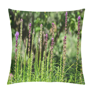Personality  Liatris Spicata Deep Purple Flowering Plant, Group Of Flowers On Tall Stem In Bloom, Green Background Pillow Covers