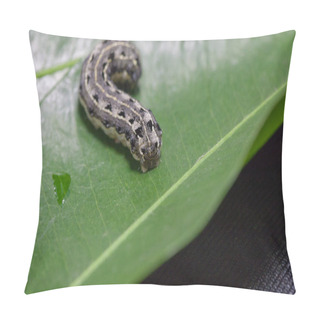 Personality  Close Up Of Common Cutworm On Leaves Pillow Covers