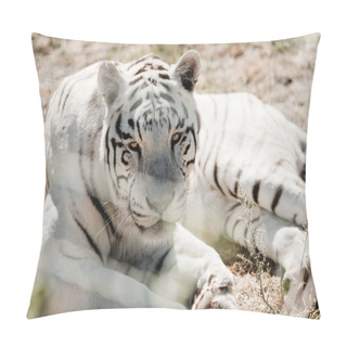 Personality  Selective Focus Of White Tiger Lying Near Cage In Zoo  Pillow Covers