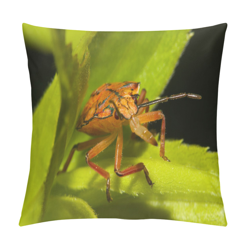 Personality  Shield bugs, also known as stink bugs. pillow covers