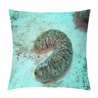 Personality  Sea Cucumber Pillow Covers