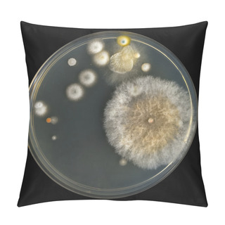 Personality  Petri Dish With Molds Pillow Covers