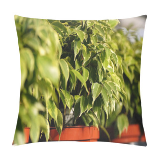 Personality  Ficus Benjamina Plants In Garden Center Pillow Covers