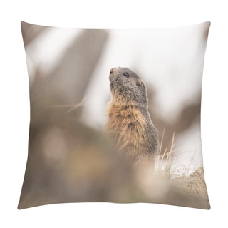 Personality  Alpine Marmot (or Groundhog - Marmota Marmota) Emerging From Its Den After Wintertime, Nice Wildlife Scene On Snowy Slopes Background. Alps - Italy. April. Pillow Covers