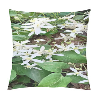 Personality  Beautiful White Clematis Flowers Blooming In The Garden  Pillow Covers
