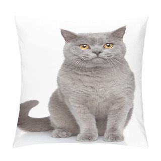 Personality  Portrait Of British Shorthair Cat Pillow Covers