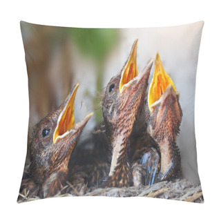 Personality  Bird Nest With Young Birds - Eurasian Blackbird Pillow Covers