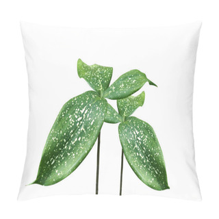 Personality  Ornamental Varieties For Gardening Pillow Covers