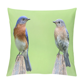 Personality  Pair Of Eastern Bluebird Pillow Covers