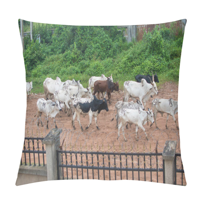 Personality  Herds Of Cow Moving On The Street In A Community In Nigeria Pillow Covers