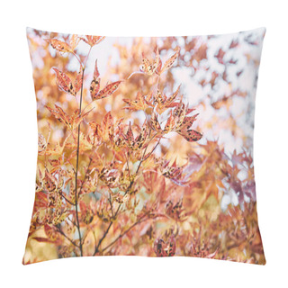 Personality  Autumnal Orange Foliage On Tree Branches In Park Pillow Covers