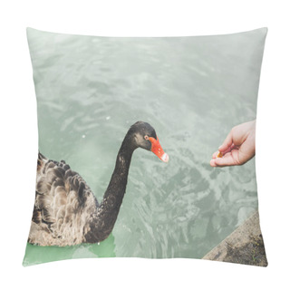 Personality  Cropped Shot Of Woman Feeding Beautiful Black Swan Pillow Covers