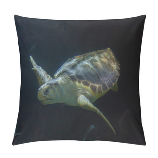 Personality  Loggerhead Sea Turtle Pillow Covers