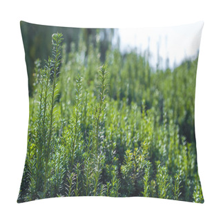 Personality  Close Up View Of Green Bush Branches  Pillow Covers