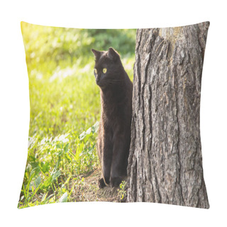 Personality  Bombay Black Cat Outdoors In Green Grass In Nature In Spring Forest Pillow Covers