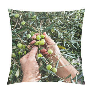 Personality  Close-up Of The Hands Of A Caucasian Olive Grower As He Collects Olives From The Branches Of The Tree. Traditional Agriculture. Old Jobs. Pillow Covers