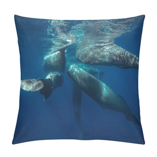 Personality  Sperm Whales Underwater Traveling Near Water Surface On Blue Aquatic Background. Wildlife Photography In Azores Pillow Covers