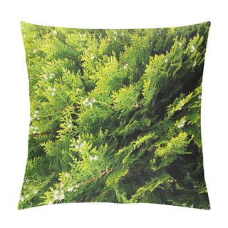 Personality  A Dense, Textured Backdrop Of Thuja Tree Branches With Their Signature Scale-like Green Foliage, Creating A Lush Evergreen Tapestry Of Intricate Patterns And Natural Beauty. Pillow Covers
