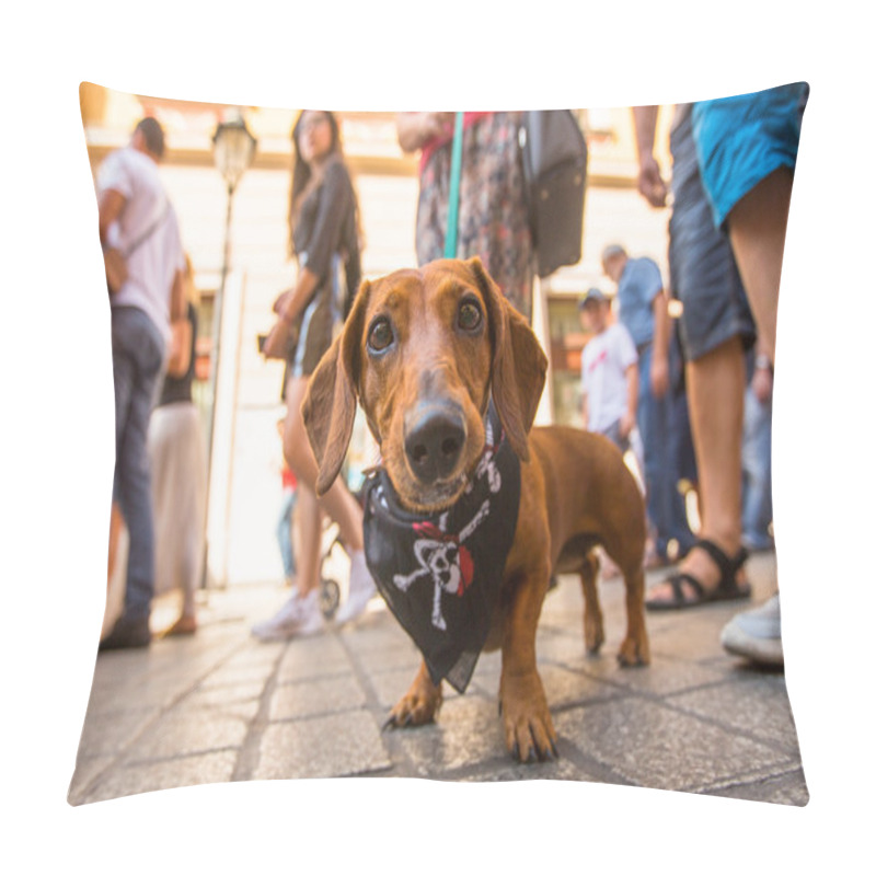 Personality  Parade costumed sausage dogs pillow covers