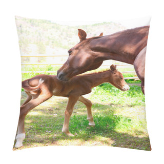 Personality  Mare And Colt Pillow Covers