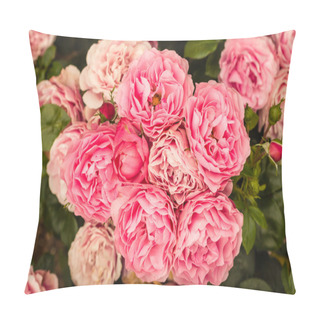 Personality  Pink Floribunda Roses In Bloom Pillow Covers