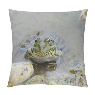 Personality  Green Frog Rana Ridibunda Resting In The Spring In The Water On The Lake In The Foothills Of The North Caucasus                                Pillow Covers