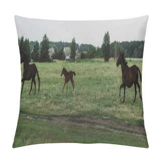Personality  Side View Of Horses And Colt Running On Field, Horizontal Image Pillow Covers