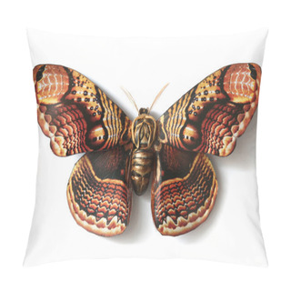 Personality  Butterfly Colorful Insect Pillow Covers