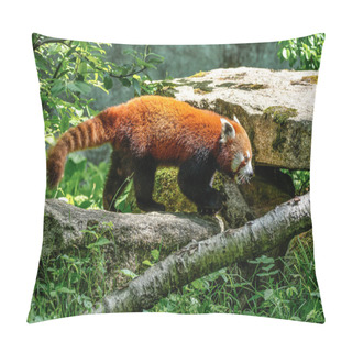 Personality  The Red Panda, Ailurus Fulgens, Also Called The Lesser Panda. Pillow Covers