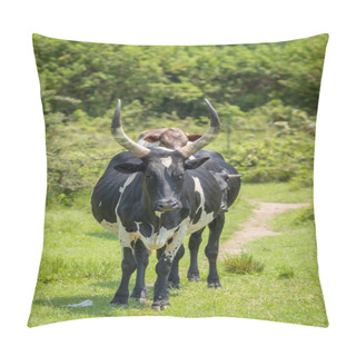 Personality  A Crossbreeding Cow With Ankole Watusi Cow And Holstein Friesian Cow, Lake Mburo National Park, Uganda. Pillow Covers