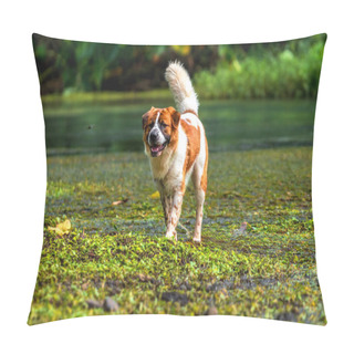 Personality  Mixed Breed Dog In Brown With White Color Standing Over The Lake In The Deep Forest, Animal And Nature Concept Pillow Covers