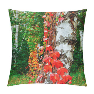 Personality  White-birch-trunk-covered-with-red-leaves-of-wild-grapes-selecti Pillow Covers