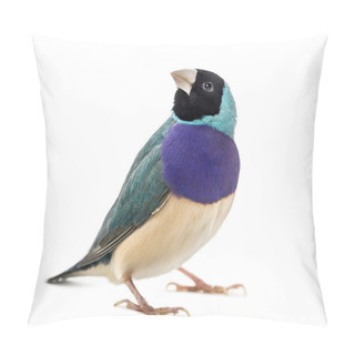 Personality  Gouldian Finch, Erythrura Gouldiae, In Front Of A White Backgrou Pillow Covers