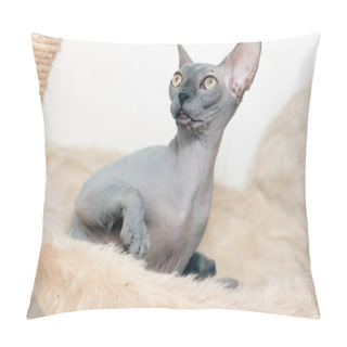 Personality  Sphynx Cat Pillow Covers