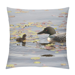 Personality  Common Loon And Baby Chick Loon Swimming In Pond And Celebrating The New Life With Water Lily Pads In Their Environment And Habitat Surrounding. Parent Feeding Baby With Minnow. Loon Picture. Portrait. Image. Photo. Pillow Covers