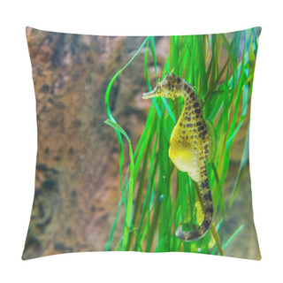 Personality  Big Belly Sea Horse In Macro Closeup, Yellow Color With Black Spots, Tropical Fish From The Australian Ocean Pillow Covers