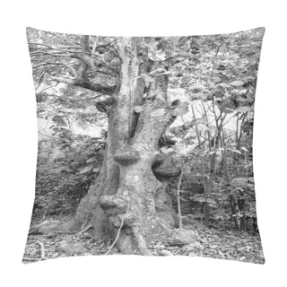 Personality  Tropical Tree In Rainforest Vegetation Nature. Green Forest Of Tropical Rainforest Vegetation. Photo Of Tropical Rainforest Vegetation Landscape. Tropical Rainforest Vegetation. Pillow Covers