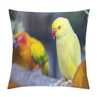 Personality  Portrait Of Yellow Indian Ringneck Parakeet In The Reserve. This Is A Bird That Is Domesticated And Raised In The Home As A Friend Pillow Covers