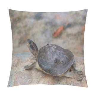 Personality  Tortoises (Testudinidae) Are Reptile Species Of The Family Testudinidae Of The Order Testudines. They Are Particularly Distinguished From Other Turtles By Being Land-dwelling. Pillow Covers