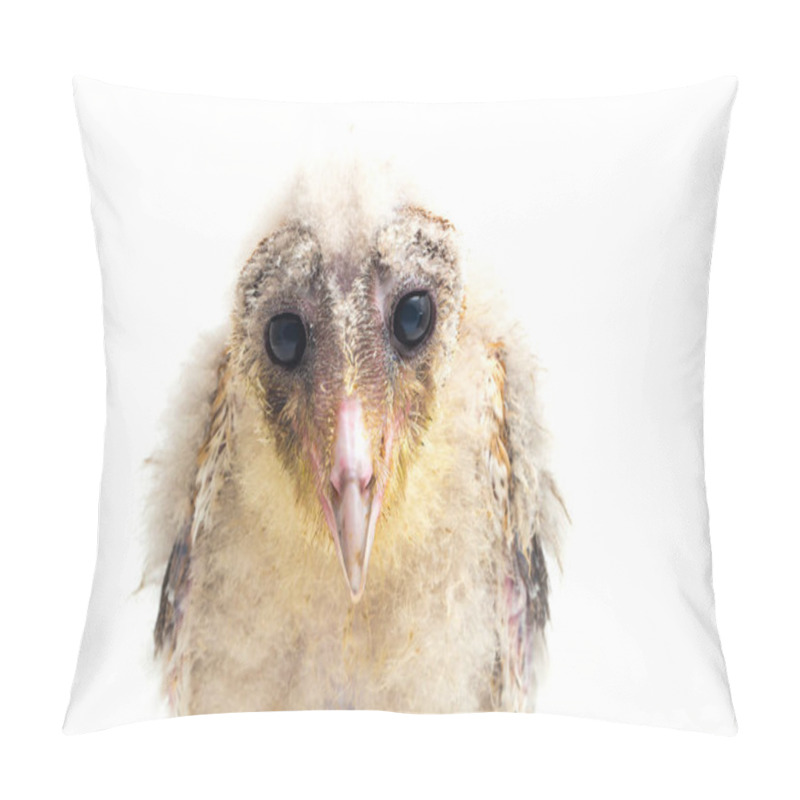 Personality  A chick of Barn Owl tyto alba isolated on white background pillow covers