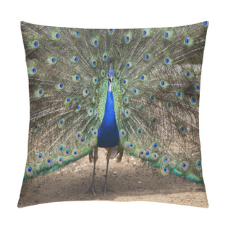 Personality  Beautiful Peacock With Outspread Feathers Pillow Covers