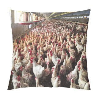 Personality  Farm Of Hens And Roosters Destined To The Production Of Fertilized Eggs To Give Broilers Pillow Covers