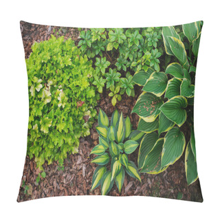 Personality  Hosta Magic Island Planted Together With Heuchera Lime Marmalade In Shady Garden. Shade Tolerant Plants For Garden Design Pillow Covers