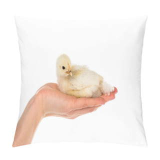 Personality  Cropped Shot Of Woman Holding Cute Chick In Hand Isolated On White Pillow Covers