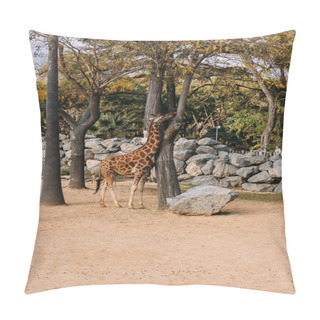 Personality  Funny Giraffe Walking Between Trees In Zoological Park, Barcelona, Spain Pillow Covers